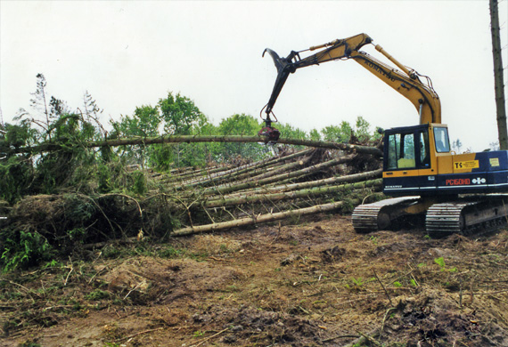 Oprydning i skovene efter orkanen i 1999.